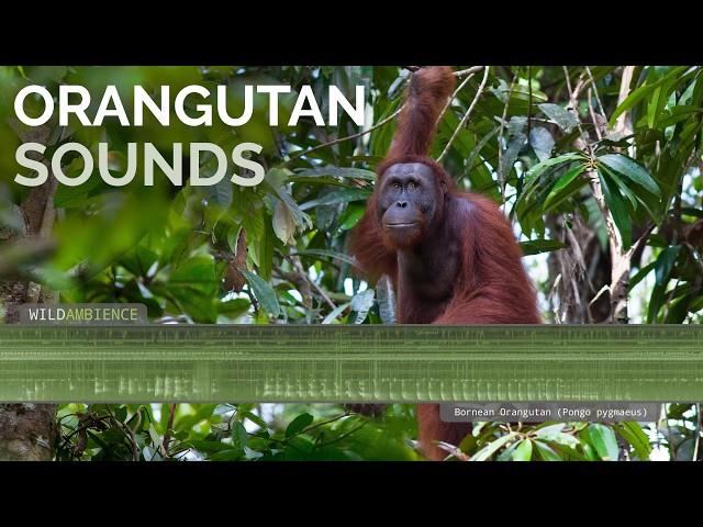 Orangutan Sounds & Call - Male orangutan calling at night in Borneo's rainforest