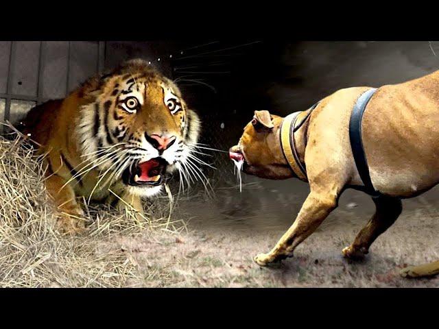 100 Locas Peleas de Animales Captadas por las Cámaras