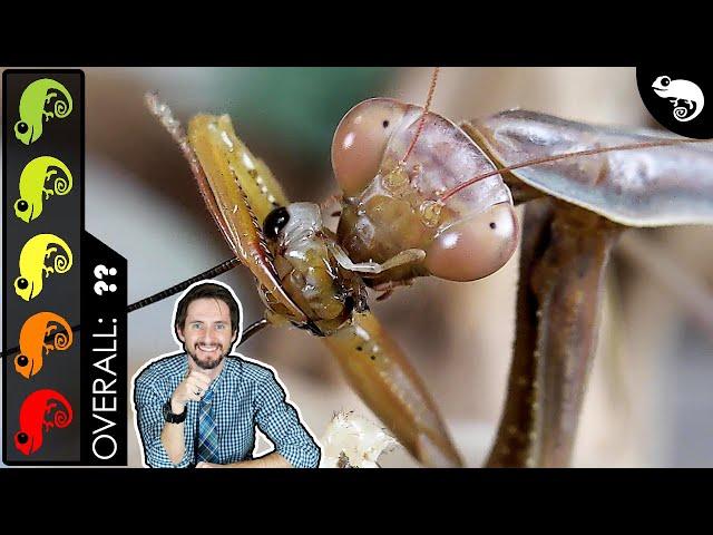 Praying Mantis, The Best Pet Insect?