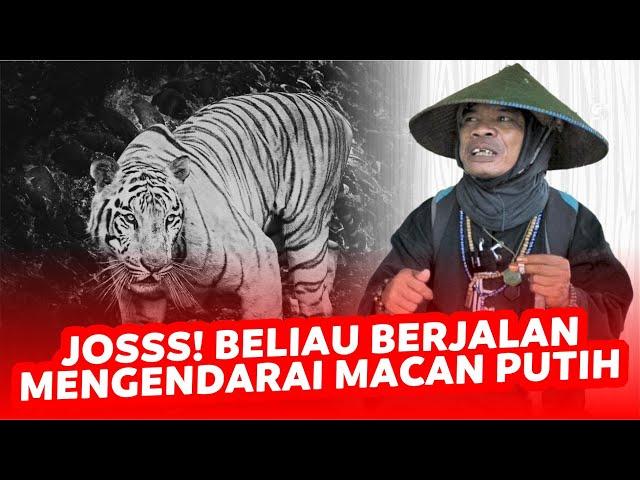 JOKO KENDIL | MACAN PUTIH  JALANNYA EMANG CEPET BANGET, APAKAH...