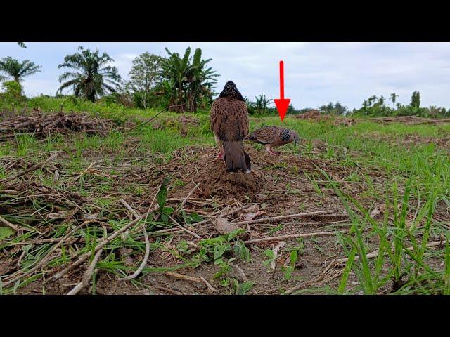 suaranya jelek tapi burung ini banyak menguku