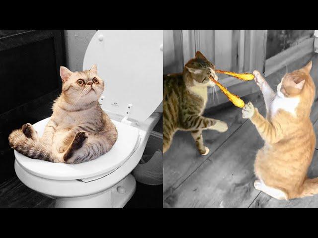 Try Not To Laugh Challenge - Funny Cat & Dog Vines compilation 2024 - Reaction