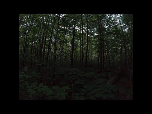 Strange noises heard while camping  deep in the forest