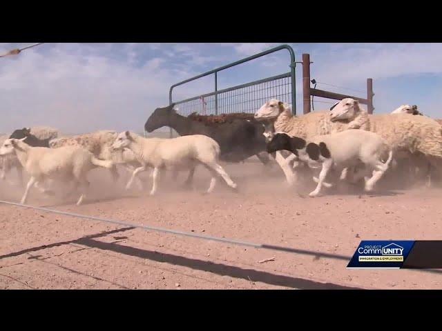 Why Peruvian immigrant sheep hearders are in high demand in New Mexico