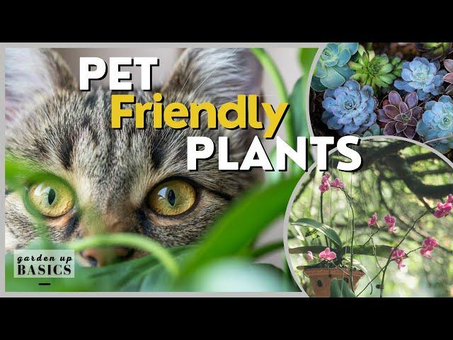 What are pet-friendly plants? Top 5 picks | Garden Up Basics Ep.39