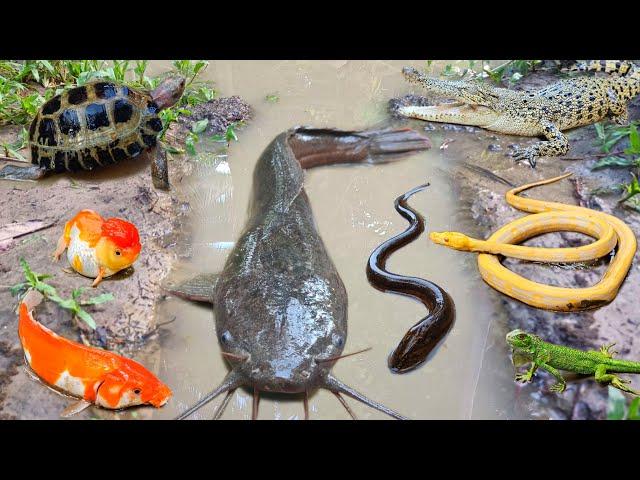 Wow! Catch jumbo catfish in the hole, there are snakehead fish, eels, ornamental fish, koi fish