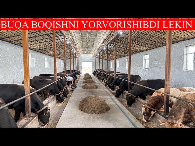 BUNI BUQA BOQISH DESA BO’LADI BUQALARNI YONDIRVORISHIBDI