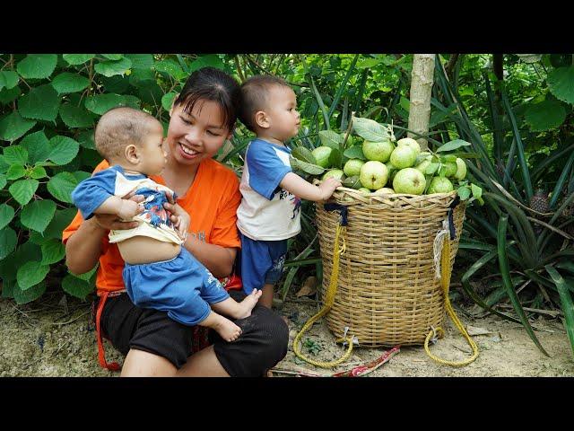 Single Mom - Harvest Guava fruit to sell & Make a pigeon coop