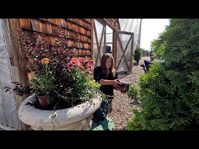 Planting Late Summer Containers + New Ferns to go on My Recent Antique Table Find! 🪴