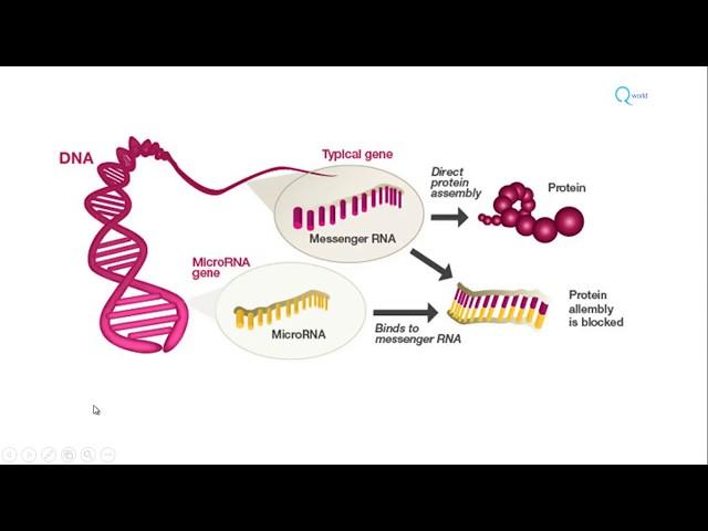 MicroRNA biogenesis, functions and role in diseases : Molecular Microbiology Tutorials