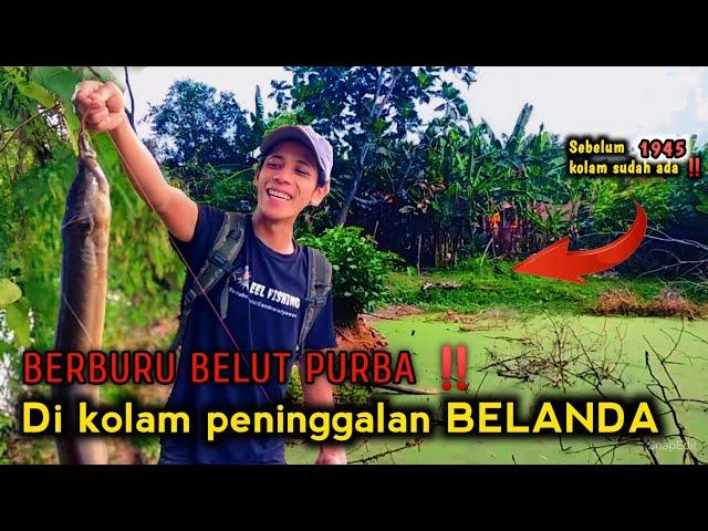 JELAS BAHAGIA‼️ MANCING BELUT PURBA DI KOLAM BELANDA