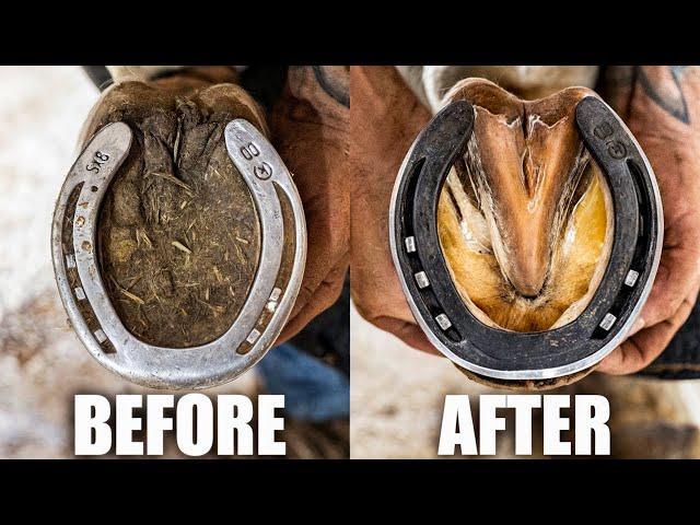 Farrier Full Hoof Restoration | Satisfying ASMR