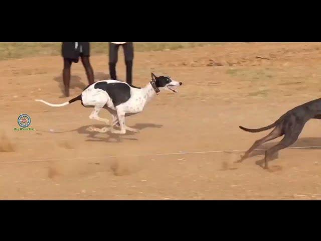 Greyhound racing this video /MRK