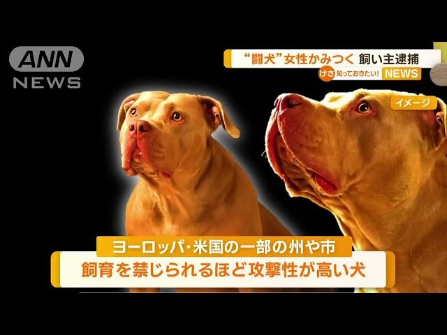 闘犬「アメリカンピットブルテリア」　通行人の女性に“かみつく”　飼い主を逮捕【知っておきたい！】2023年2月21日