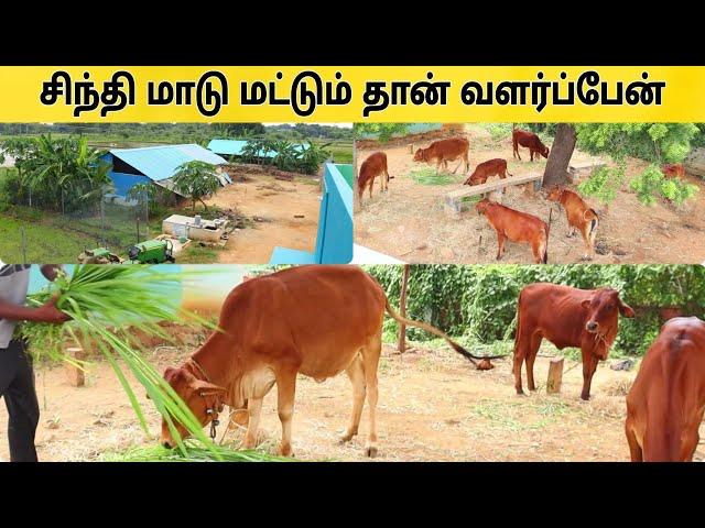 5 மாடுகள் கொண்டு மாதம் 30,000 சம்பாதிக்கும் விவசாயி  Cow farm  #pannaiveedu