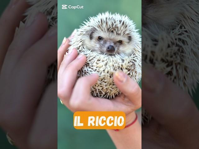 Il riccio