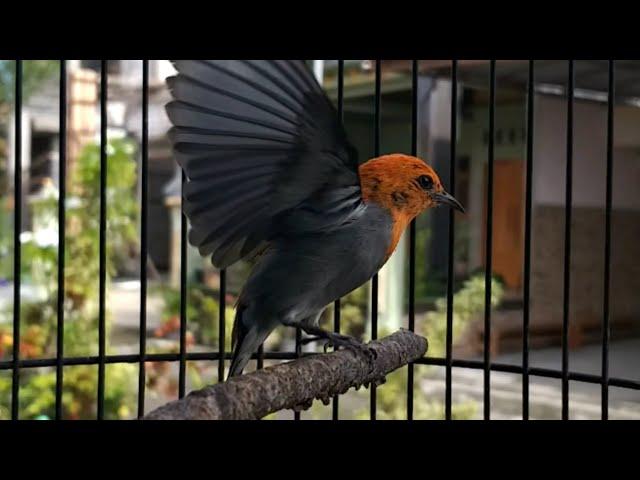 KEMADE jantan gacor | Suara MASTERAN ampuh untuk pancingan burung cabe cit keres BAHAN agar bunyi