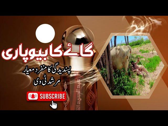 گاۓ کا بیوپاری ||Murshid tv || گھڈو استاد|| New funny || new