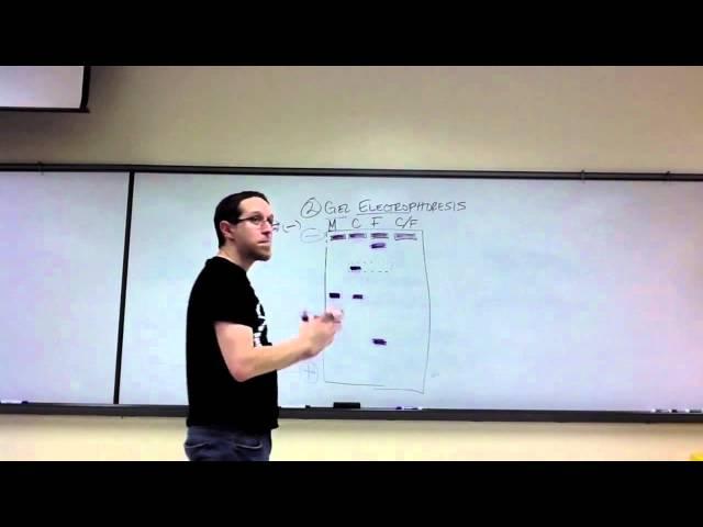 Lab Review - Analyzing Gel Electrophoresis Results (Unit 12 Biotechnology)