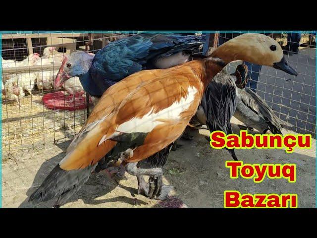 Sabunçu Toyuq Bazarı 17 mart 2024 Cüce üçün əlaqə 0507848534  0503303013 0778000013