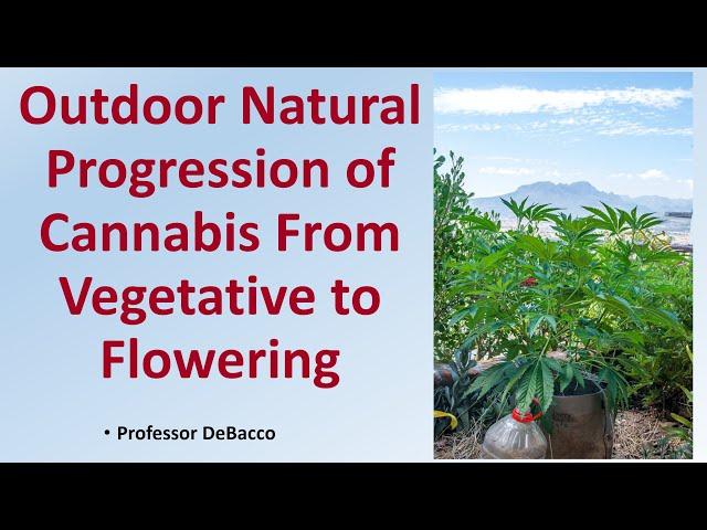 Outdoor Natural Progression of Cannabis From Vegetative to Flowering