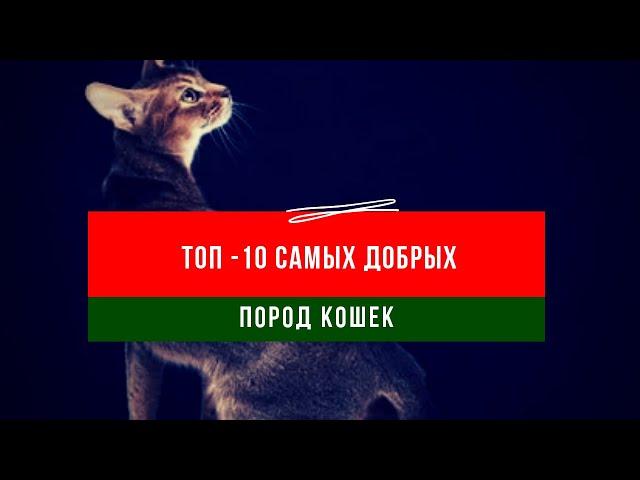 ТОП - 10 САМЫХ ДОБРЫХ ПОРОД КОШЕК