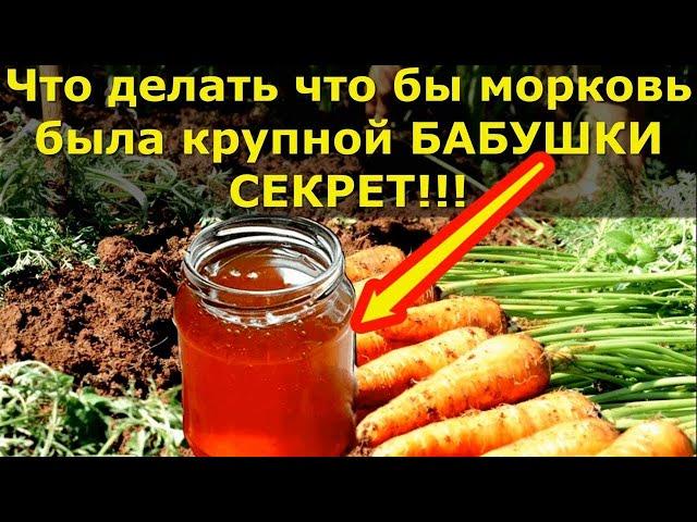 Чем подкормить морковь в июне. Секрет который мало кто знает