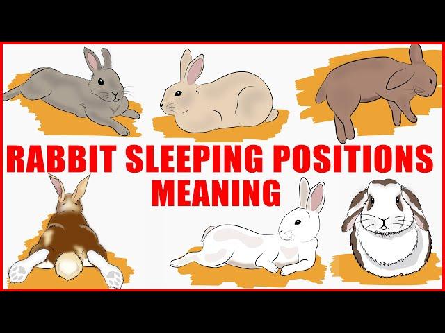 What Your Rabbit's Sleeping Position Reveals About Their Personality, Health and Character