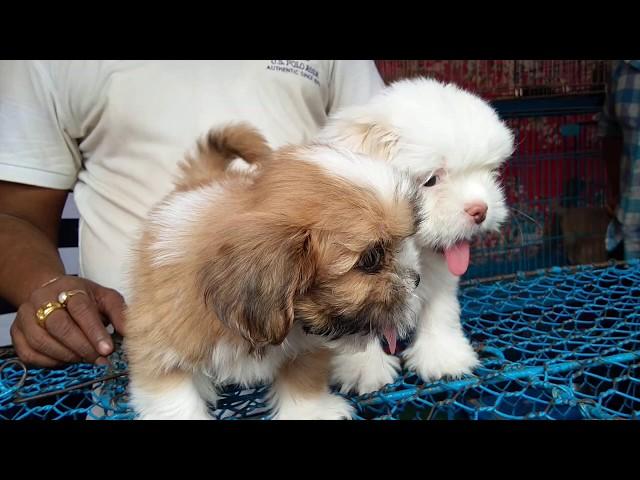 So Cute Adorable Lhasa Apso Puppy For Sale At Galiff Street l Cheapest Pet Market Of India