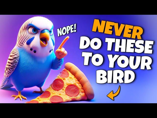 Things you Should Never do to Your Bird