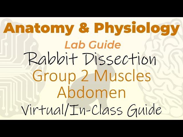 Rabbit Dissection - Group 2 Muscles - Abdomen