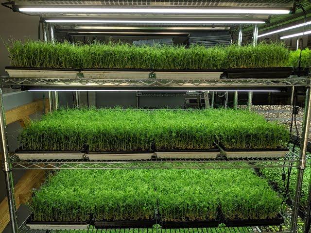 Professional Microgreens Setup