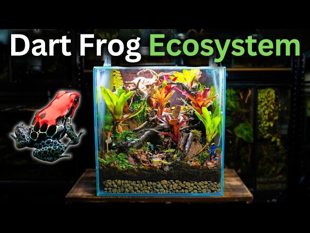 I Made An Ecosystem For Poison Dart Frogs, Here's How!