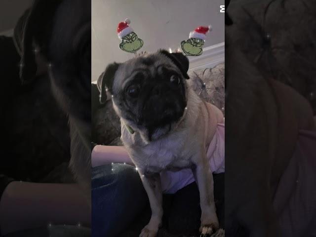 My pug #puglife #cute #dog #pug #trending #funny