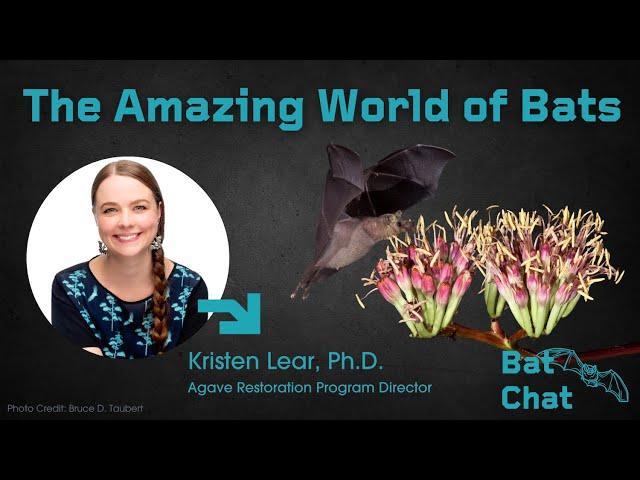 The Amazing World of Bats