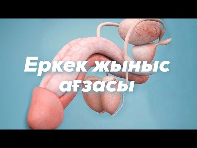 Еркек жыныс мүшесі | Құрылысы | Қызметі | Эякуляция