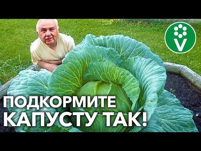 КАПУСТА ЗАВЯЖЕТ ВСЕ КОЧАНЫ И ОШЕЛОМИТ РАЗМЕРОМ! Что нужно капусте в августе: подкормка и полив