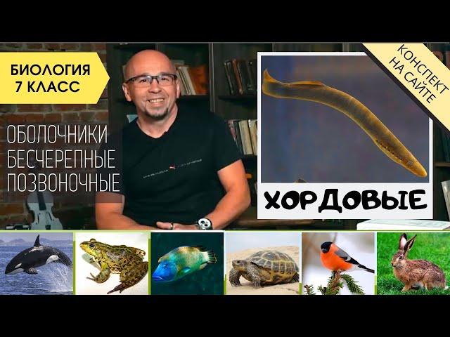 Тип Хордовые. Биология 7 класс. Характеристика. Ланцетник, позвоночные животные, примитивные формы