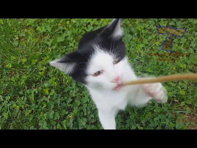 NINJA CATS! There's absolutely NOTHING MORE FUNNY!   Impossible TRY NOT TO LAUGH compilation