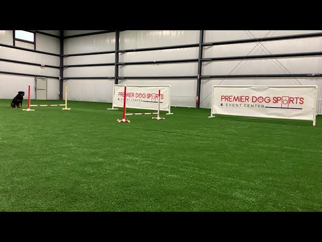 Agility Rottweiler at Premier Dog Sports