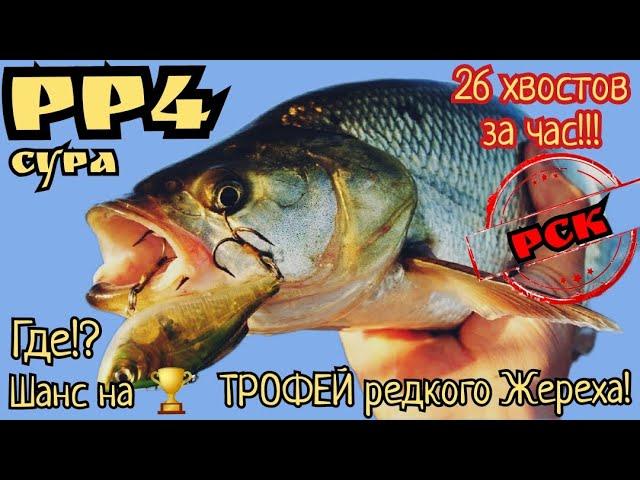 РР4. Супер шанс на редкий ТРОФЕЙ Жереха на Суре! 26 хвостов за час!