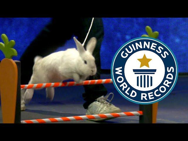 Rabbit breaks WORLD JUMPING RECORD on TV! | Guinness World Records