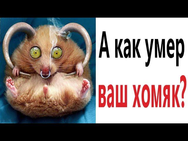 Приколы! А КАК УМЕР ВАШ ХОМЯК? Доми шоу (Анимация)