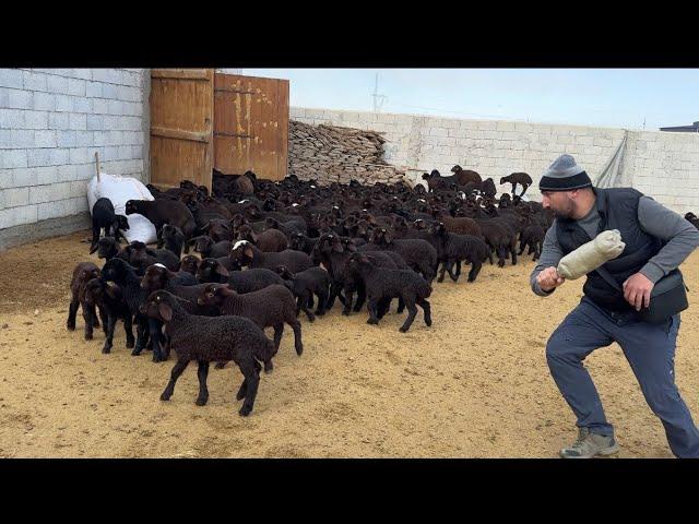 İÇERİ GİRMEYEN KUZULAR -  KÖPEKLER AYNADA KENDİLERİ GÖRÜNCE NASIL TEPKİ VERİYORLAR