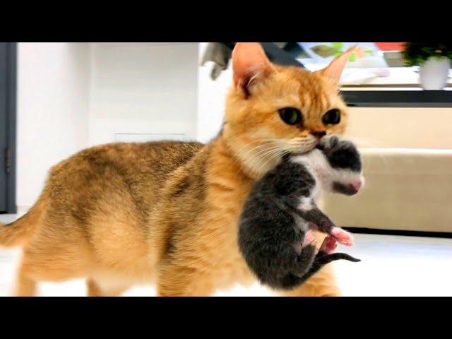 Mom cat carries loudly meowing kittens to a new place - compilation