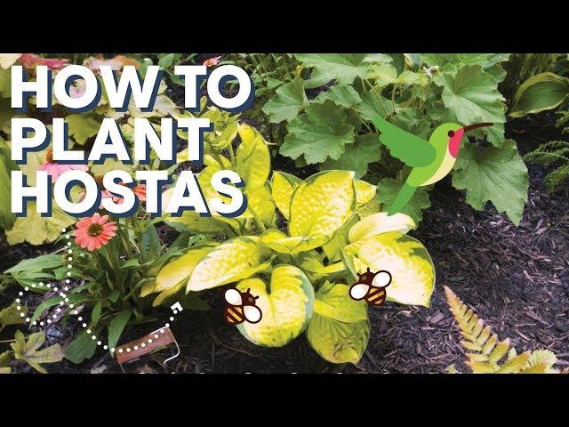 How To Plant and Care For Hostas | How To I HB