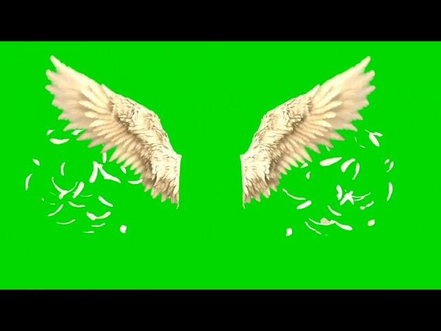 golden wings green screen