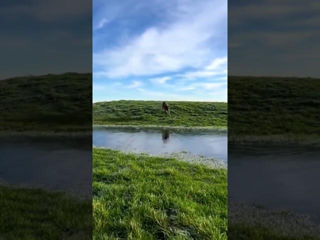 Dog running on ice