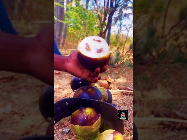 #panai #panaimaram #iceapple #iceapplejuice #villagethiruvizha #memories #90s_evergreen