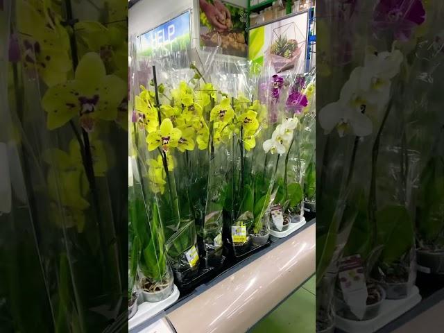  Вибираю орхідейку #orchid #орхідеї #kyiv #ukraine #orchids #фаленопсис #beautiful